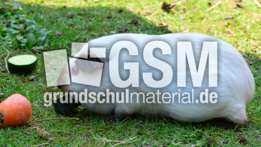 Meerschweinchen (2).jpg